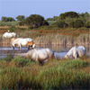 La Camargue