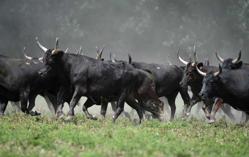 Soirée Camarguaise à la manade Blanc
