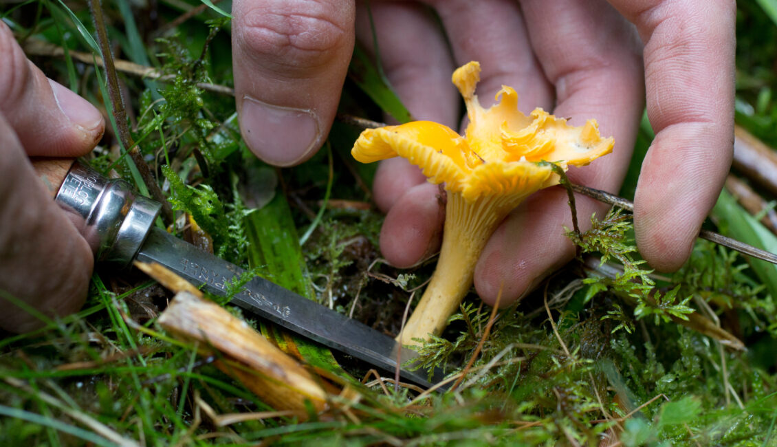 Balade nature : A la découverte des champignons des Alpilles