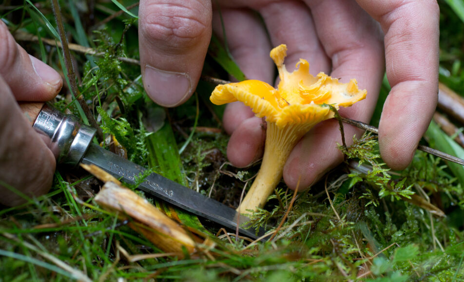 Balade nature : A la découverte des champignons des Alpilles