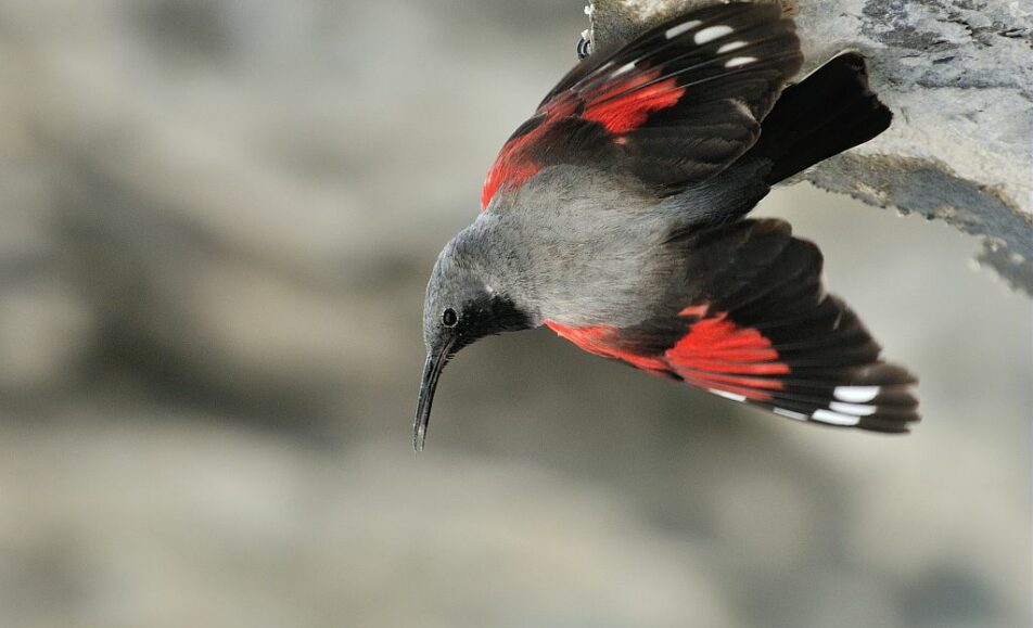 ABC sciences participatives : Les oiseaux des Baux