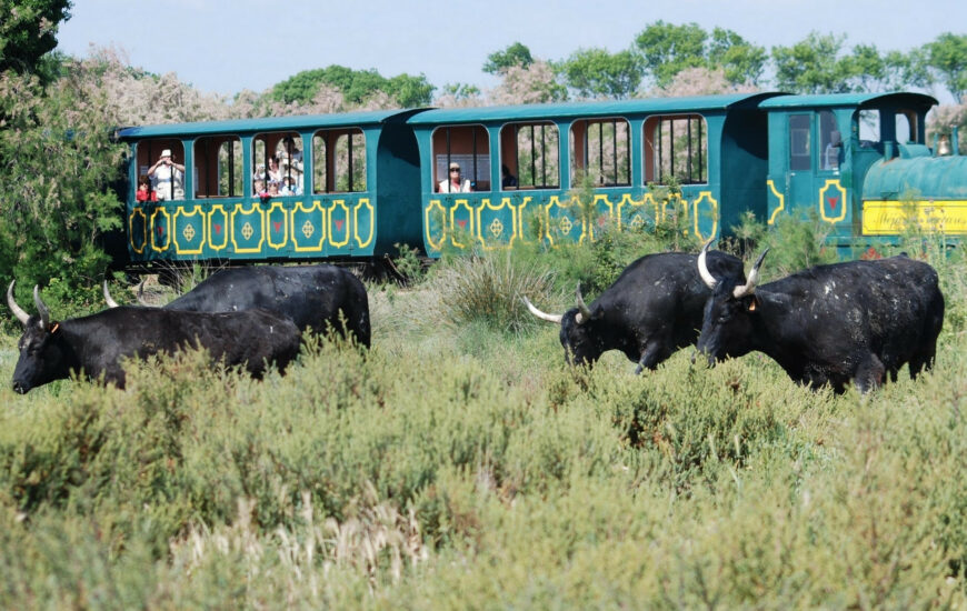 Le Petit train de Méjanes