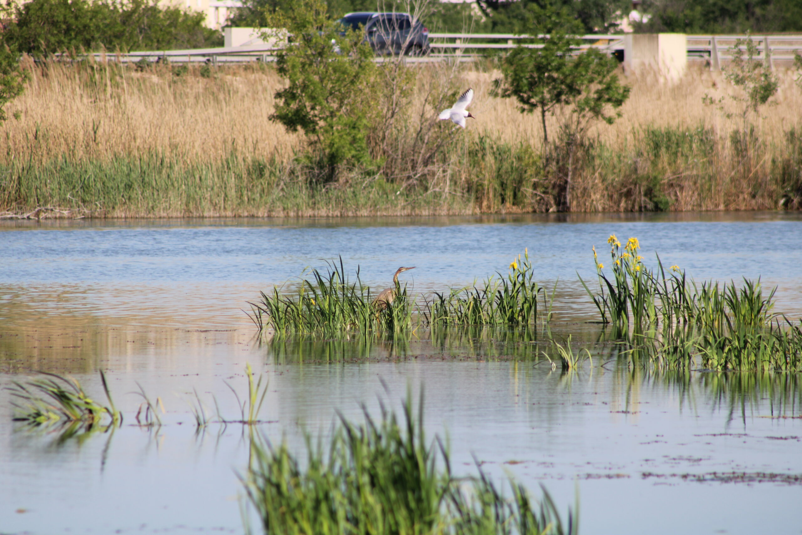 Visite du Marais de Beauchamp