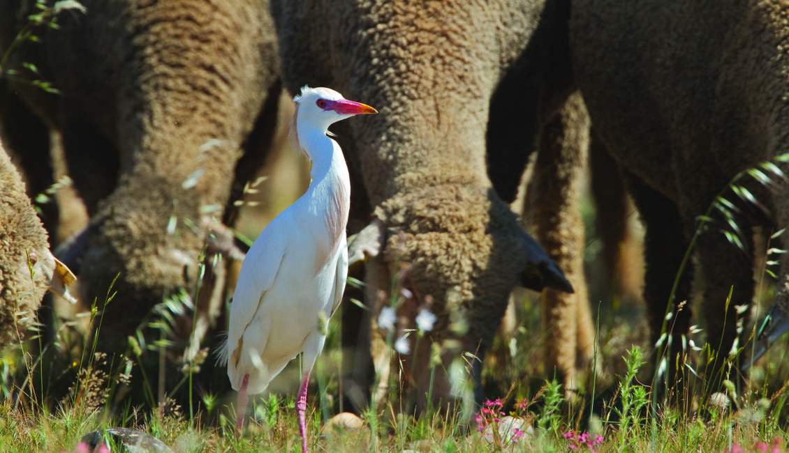 Comptage ornithologique en Plaine de Crau