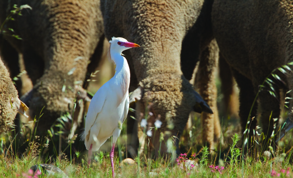 Comptage ornithologique en Plaine de Crau