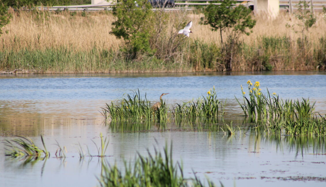 Fête de la Nature aux Marais de Beauchamp