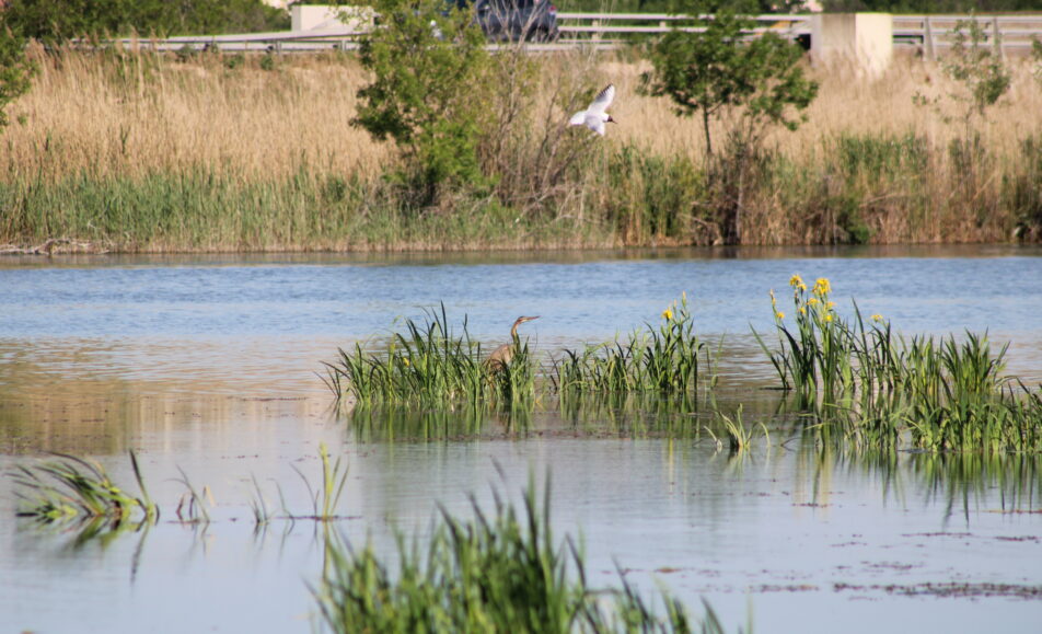 Fête de la Nature aux Marais de Beauchamp