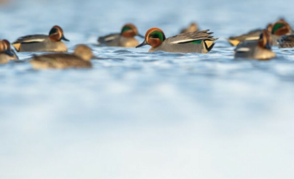 Découverte de la Réserve avec un guide naturaliste aux Marais du Vigueirat
