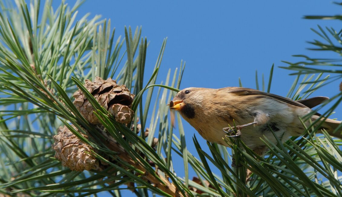Atelier Life - Les oiseaux des Alpilles