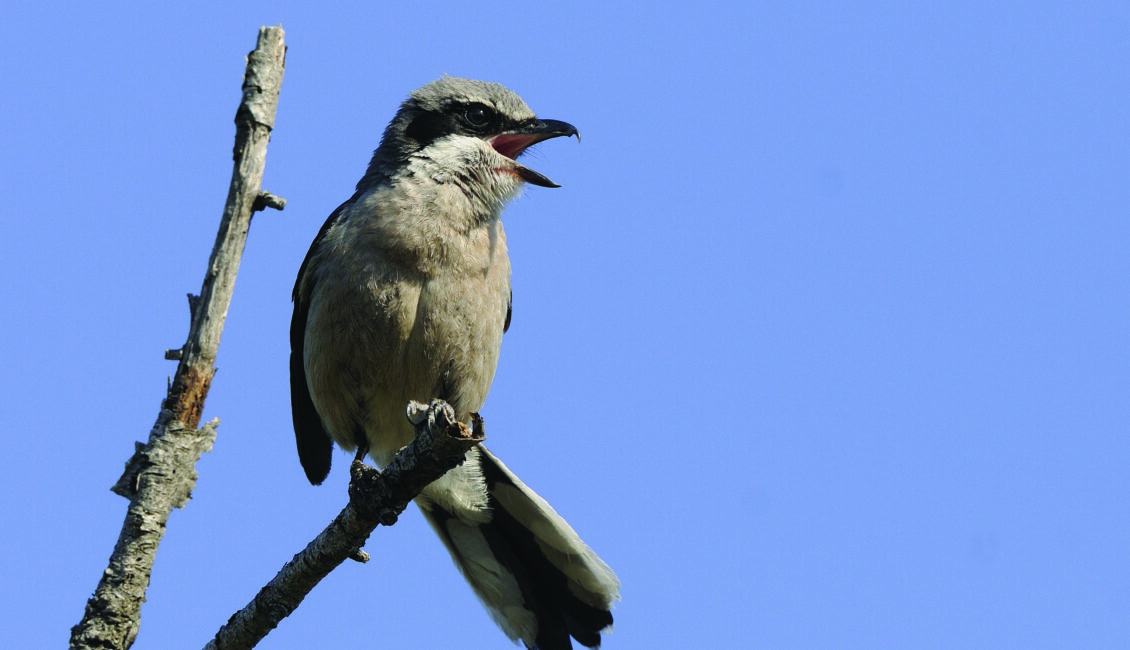 Sortie ornithologique en Crau