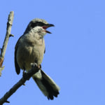 Sortie ornithologique en Crau