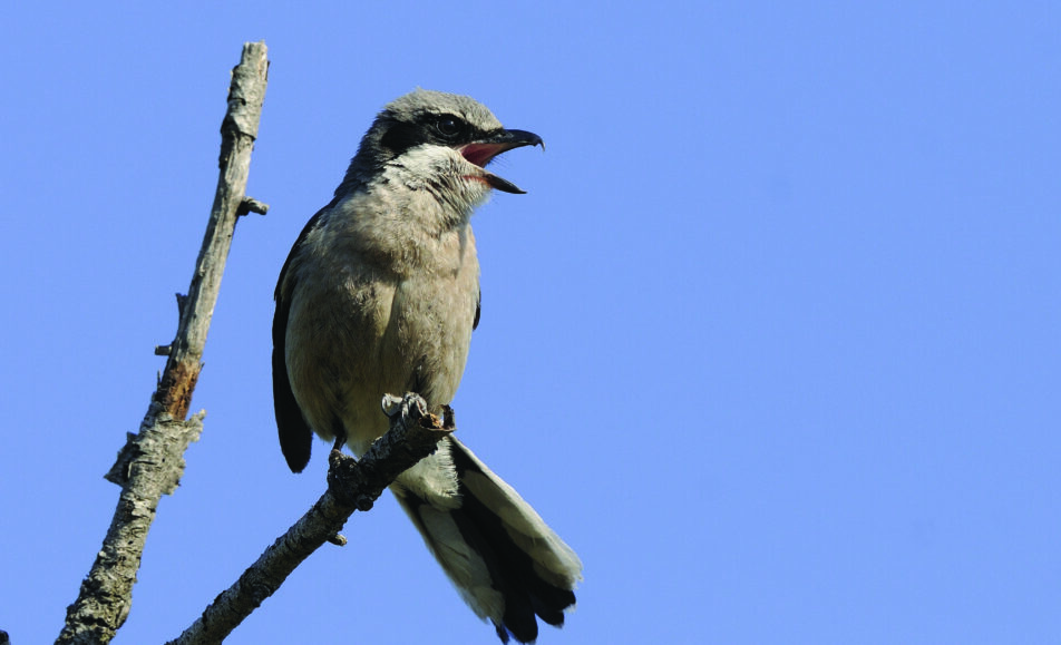 Sortie ornithologique en Crau