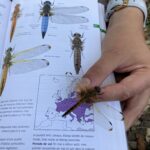 Mini formation sur les Odonates