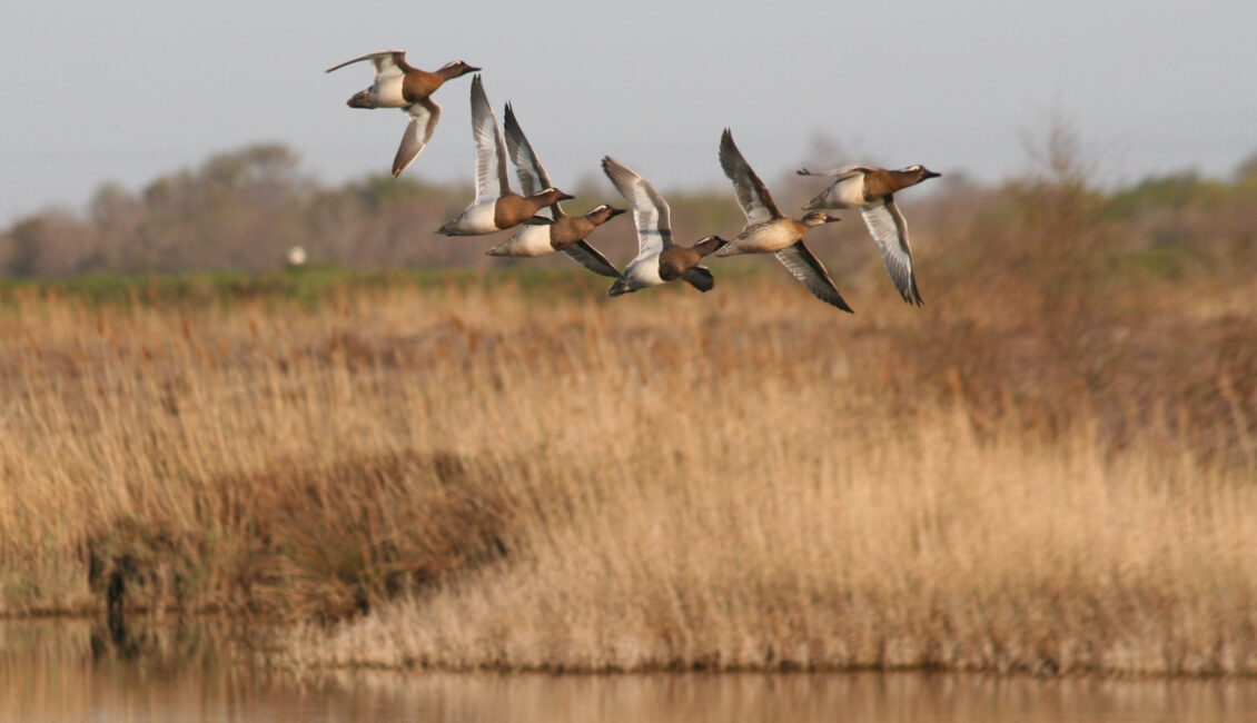 Visites guidées : observation des oiseaux du marais
