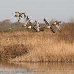 Visites guidées : observation des oiseaux du marais