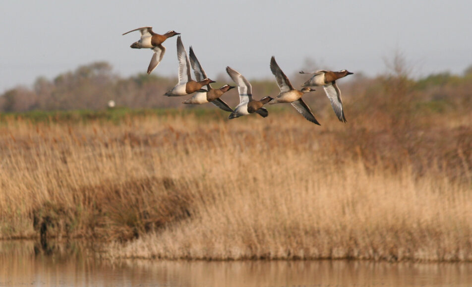 Visites guidées : observation des oiseaux du marais