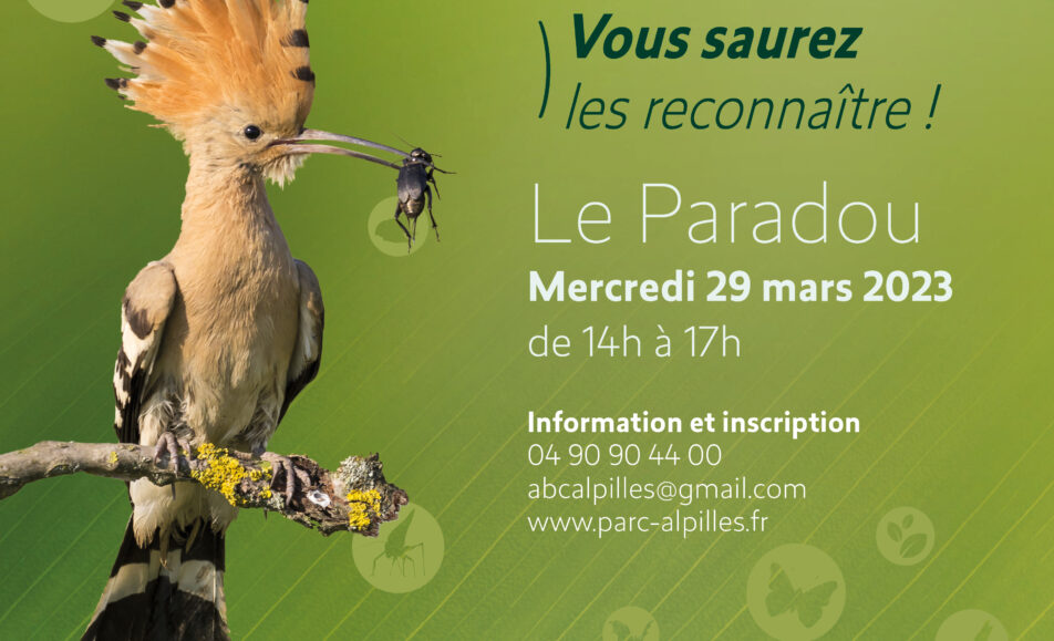 Atlas de la Biodiversité Communale - Atelier Famille : Les oiseaux des jardins