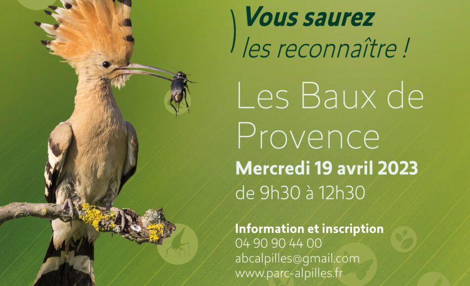 Atlas de la Biodiversité Communale - Atelier Famille : Les oiseaux des jardins