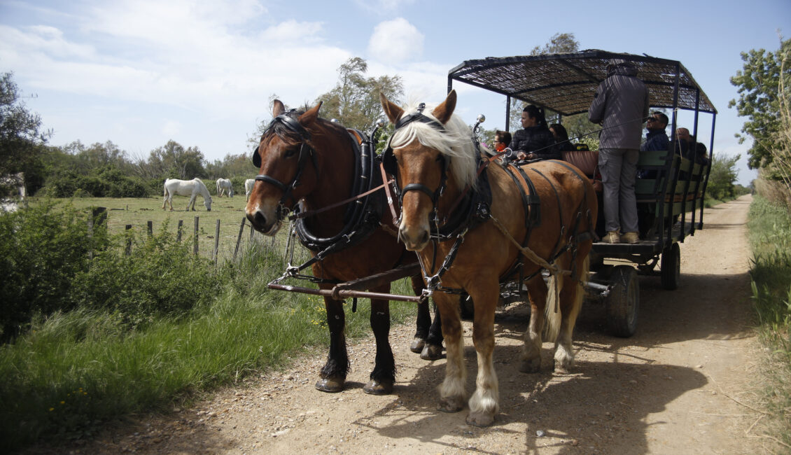 Les Marais du Vigueirat en calèche