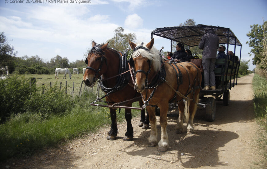 Les Marais du Vigueirat en calèche