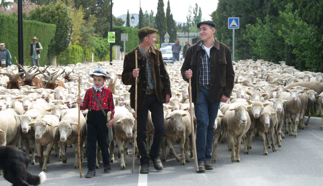 Transhumance de Sénas à partir de 11h