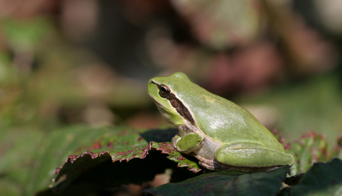 Fréquence Grenouille