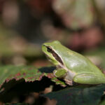 Fréquence Grenouille