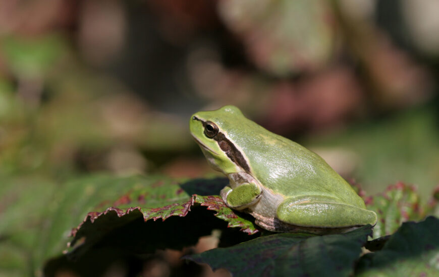 Fréquence Grenouille