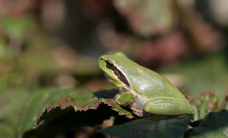 Fréquence Grenouille