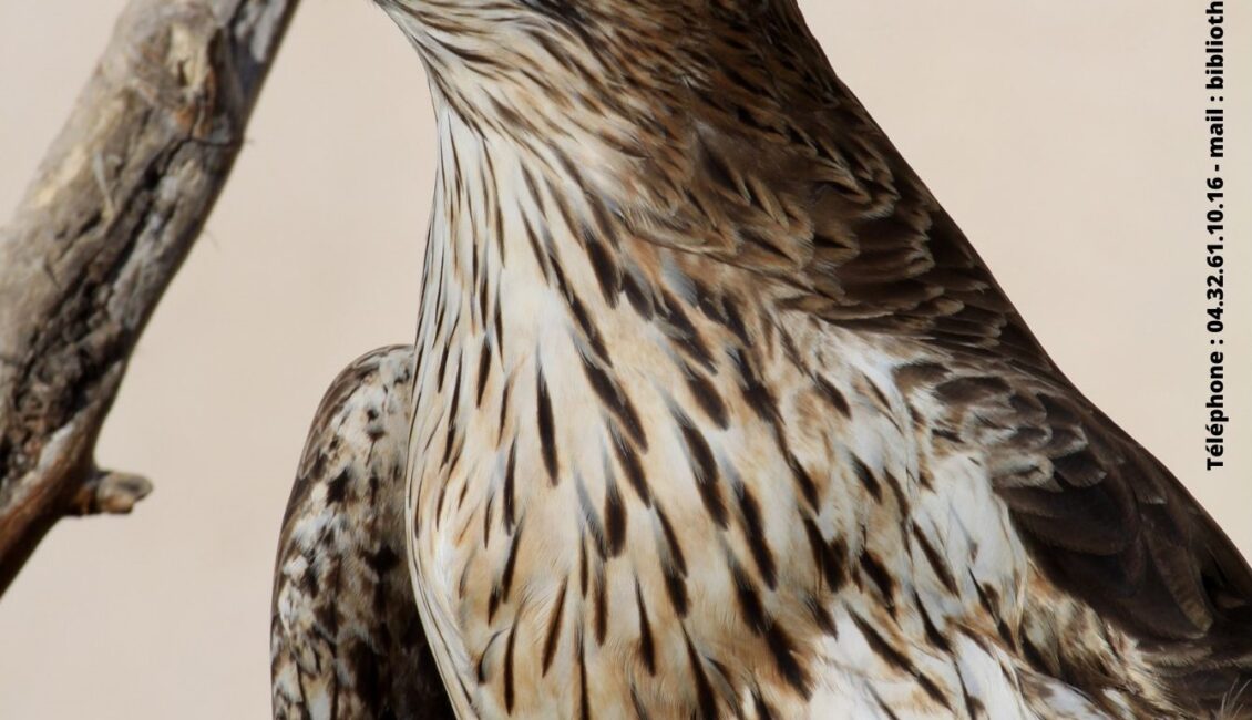 Conférence sur les oiseaux des Alpilles