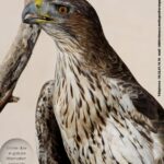 Conférence sur les oiseaux des Alpilles