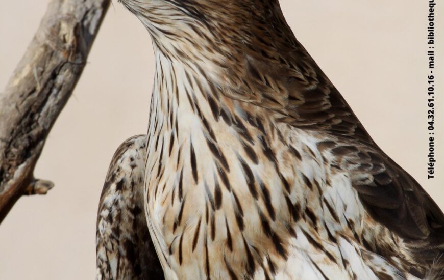 Conférence sur les oiseaux des Alpilles