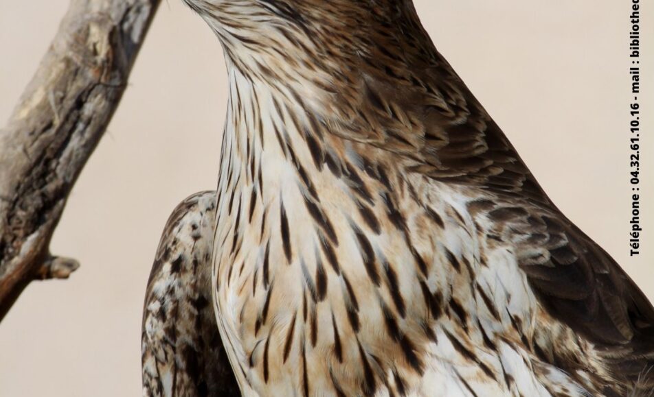 Conférence sur les oiseaux des Alpilles