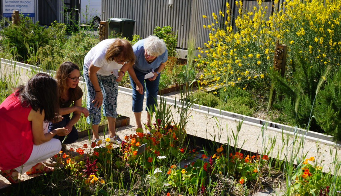 Atelier jardinage : Les plantes grasses