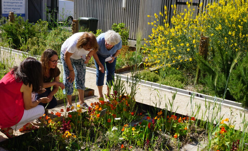 Atelier jardinage : Les plantes grasses