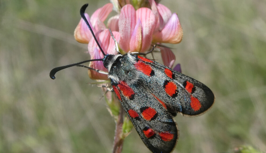 « Regards de Naturalistes »