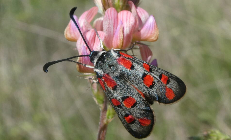 « Regards de Naturalistes »