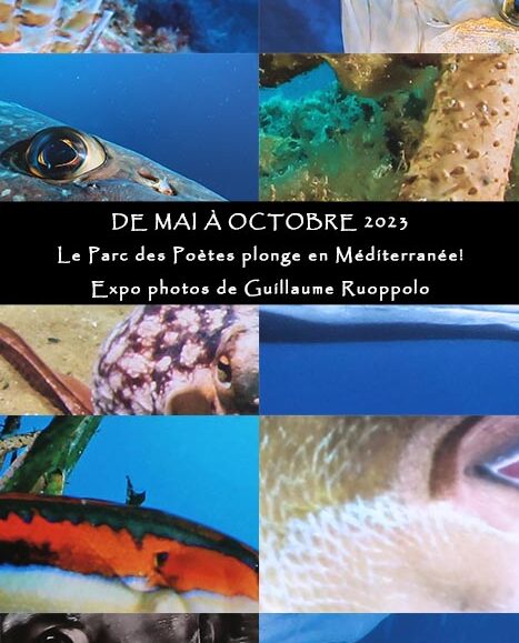Exposition "Plongez en Méditerranée"