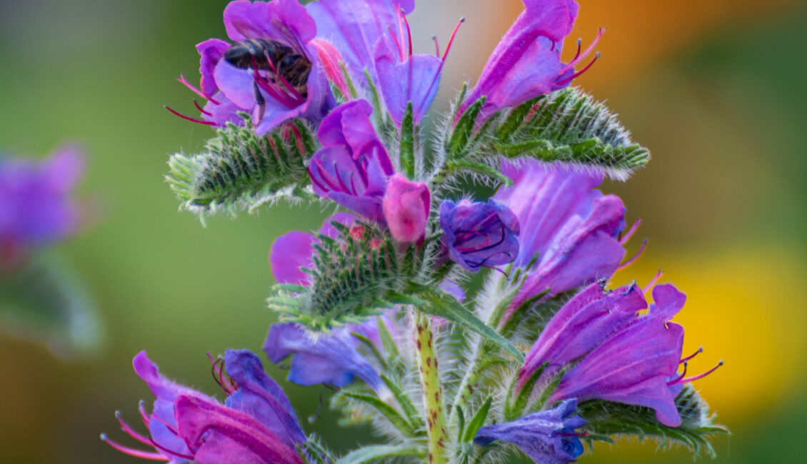 Sortie nature :  La flore des Alpilles