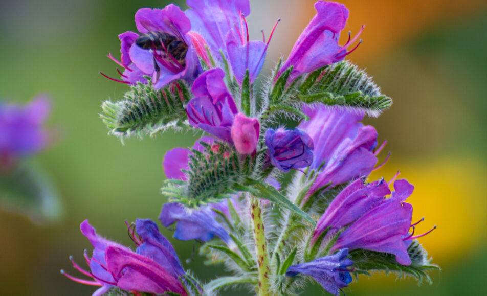 Sortie nature :  La flore des Alpilles