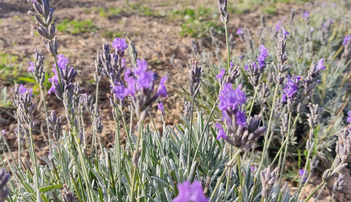 Rencontre paysanne : Les plantes aromatiques