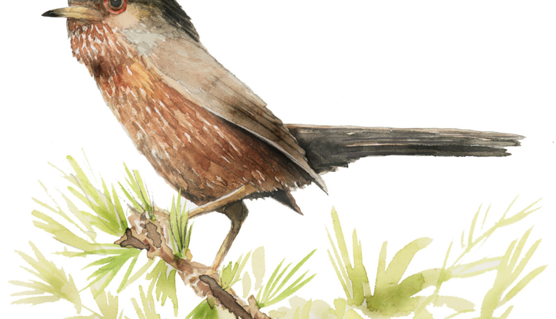 Exposition : Birdland II