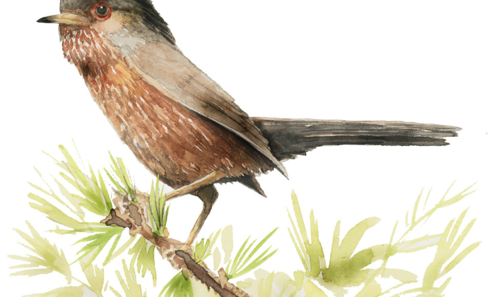Exposition : Birdland II