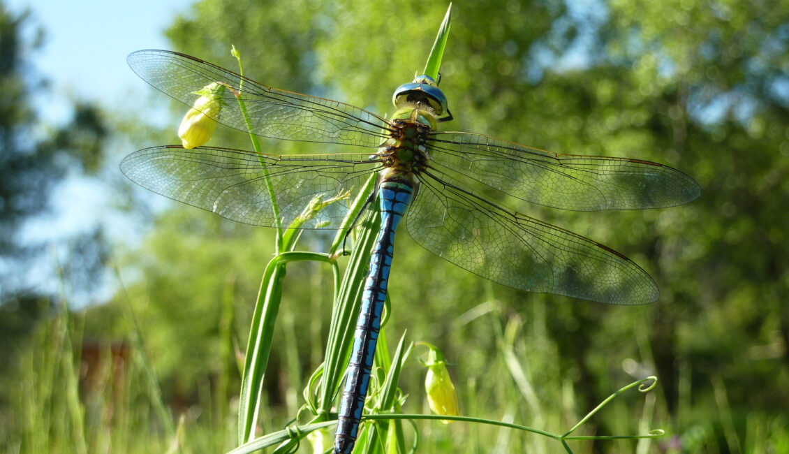 Sortie nature : Libellule ou demoiselle