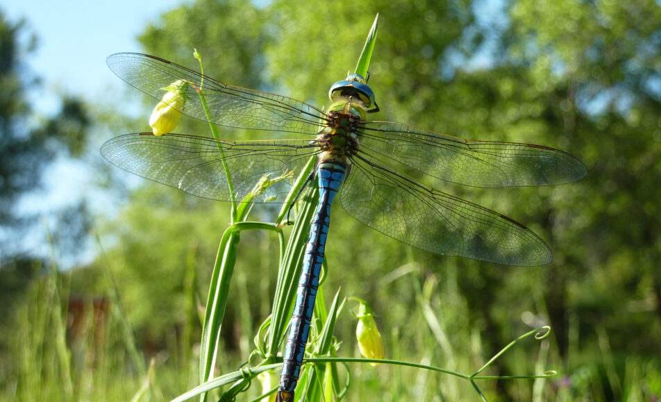 Sortie nature : Libellule ou demoiselle
