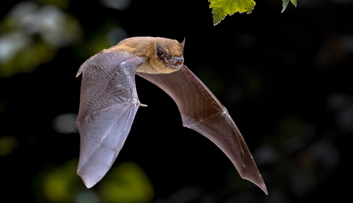 Manifestation naturaliste : La nuit de la Chauve-souris
