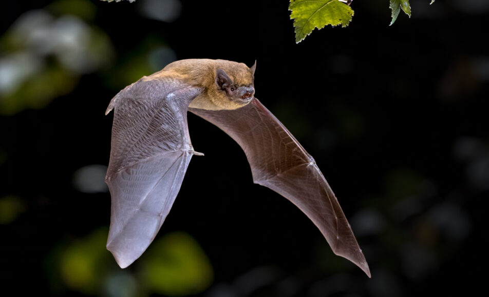 Manifestation naturaliste : La nuit de la Chauve-souris