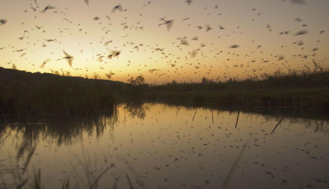 Sortie nature : La migration des hirondelles