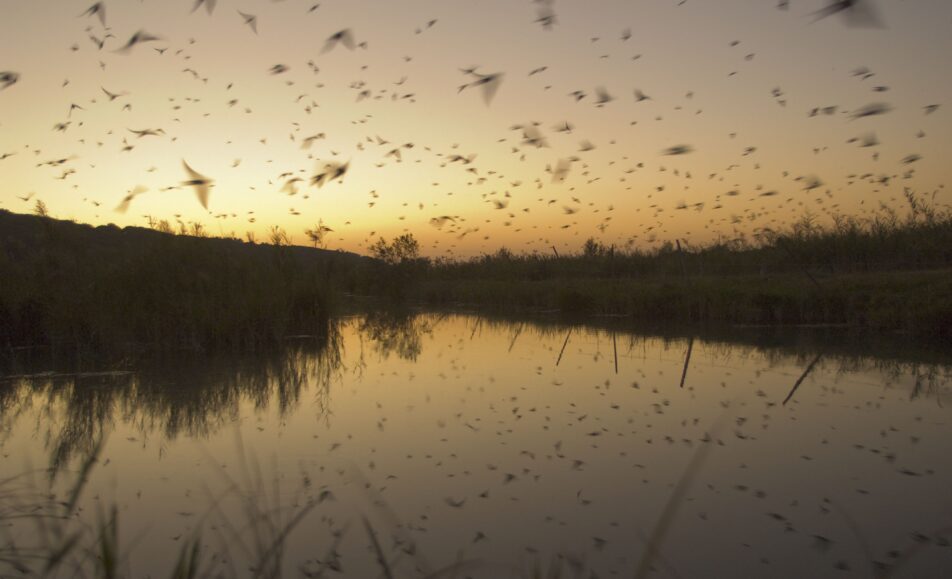 Sortie nature : La migration des hirondelles