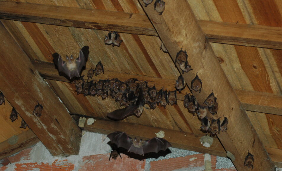Les chauves-souris de l’Étang des Aulnes